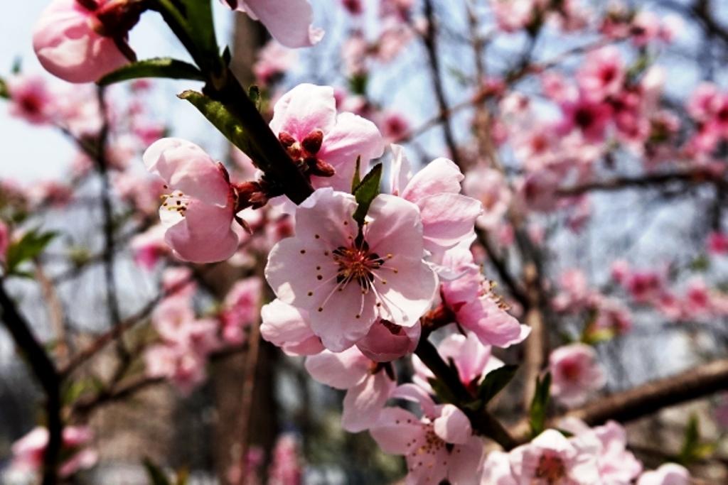 Beautiful Spring Flowers on Campus 대표이미지